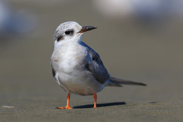 Black Fronted Tern Endemic to New Zealand