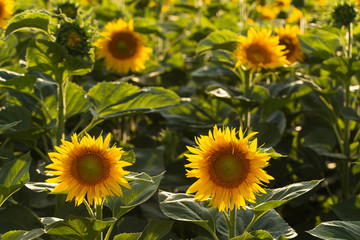 Sunflower Flower Blossom. Golden sunflower in the field backlit by the rays of the setting sun.	