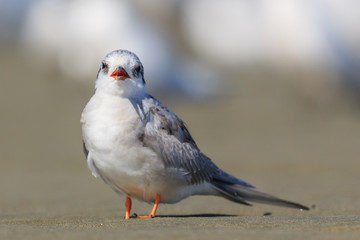 Black Fronted Tern Endemic to New Zealand