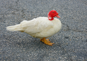 View of a white Muscovy Duck with wrinkled red head on the street in Chestertown, Maryland