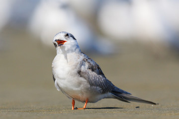 Black Fronted Tern Endemic to New Zealand
