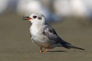 Obraz premium Black Fronted Tern Endemic to New Zealand