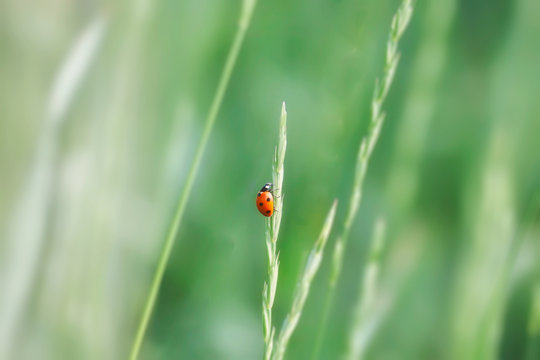 Ladybug on green grass in the sunlight, summer natural image.
