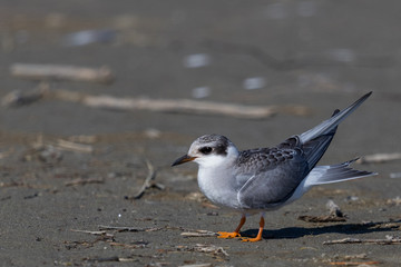 Black Fronted Tern Endemic to New Zealand