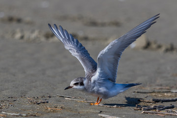Black Fronted Tern Endemic to New Zealand