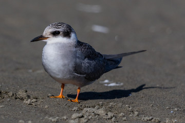 Black Fronted Tern Endemic to New Zealand