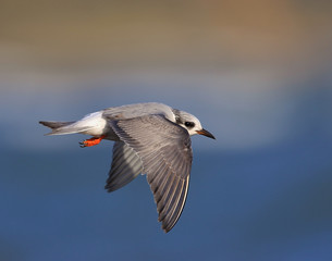 Black Fronted Tern Endemic to New Zealand