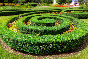 spiral hedge of boxwood landscape design  in a flower bed with flowers on a sunny summer day on...