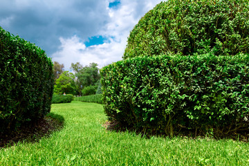 hedge of deciduous bushes of boxwood evergreen trimmed on landscape design with clouds on the summer sky.