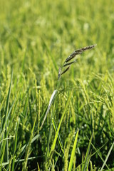 wheat in the field