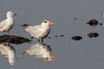 Caspian Tern in Australasia
