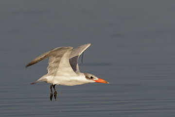 Caspian Tern in Australasia