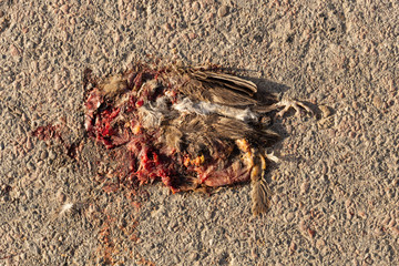 Dead bird. Road wars - death of a Sparrow. The killing of a bird. Death from the car. The terrible end of the chick.	