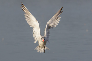 Caspian Tern in Australasia