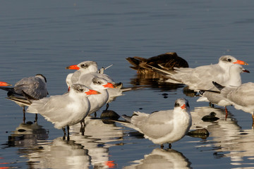 Fototapeta premium Caspian Tern in Australasia