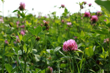 wildblumen auf der Wiese