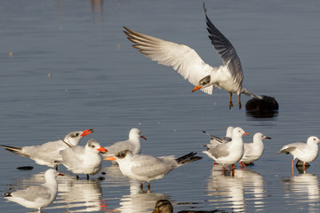 Caspian Tern in Australasia