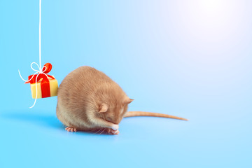cute decorative rat with cheese gift and red bow on a blue background