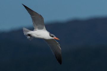Caspian Tern in Australasia