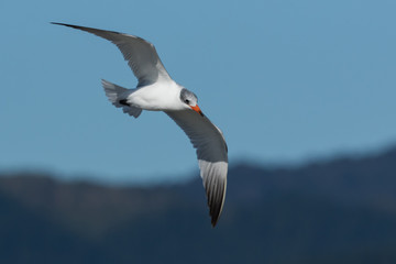 Caspian Tern in Australasia