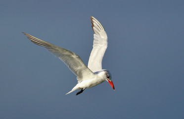 Caspian Tern in Australasia