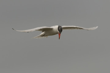 Caspian Tern in Australasia