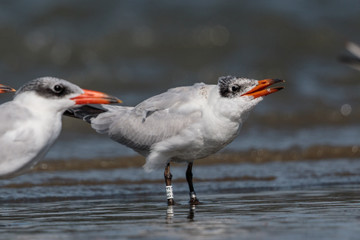 Caspian Tern in Australasia