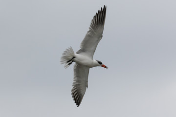 Caspian Tern in Australasia