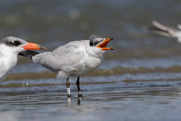 Caspian Tern in Australasia