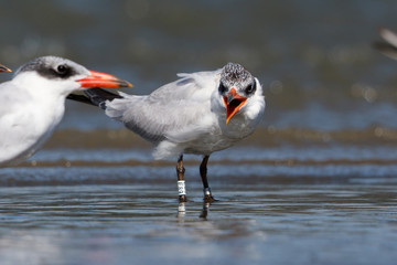 Caspian Tern in Australasia