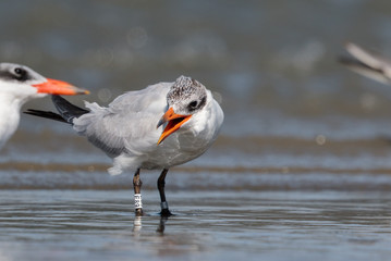 Caspian Tern in Australasia