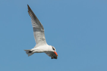 Caspian Tern in Australasia