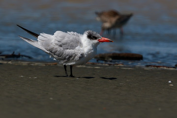 Caspian Tern in Australasia