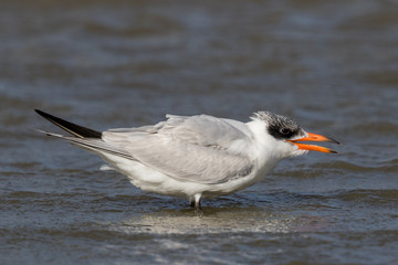 Caspian Tern in Australasia