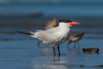 Caspian Tern in Australasia