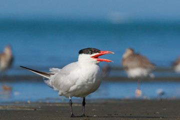 Caspian Tern in Australasia