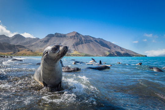Fur seal, Jason Harbour, South Georgia Island.