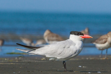Caspian Tern in Australasia