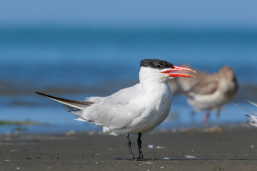 Caspian Tern in Australasia