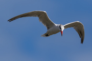 Obraz premium Caspian Tern in Australasia