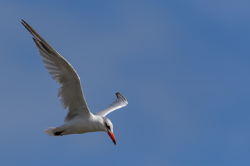 Caspian Tern in Australasia