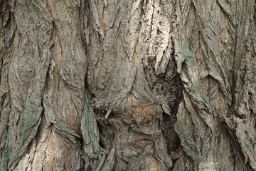verwachsene Baumrinde