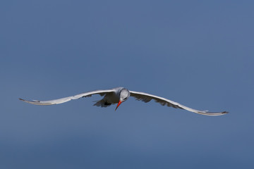 Caspian Tern in Australasia