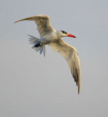 Caspian Tern in Australasia