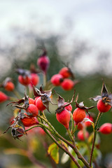 Rosehip in autumn with blurred background. Red fruits in nature.