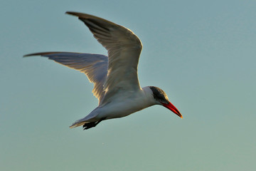 Caspian Tern in Australasia