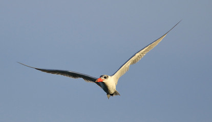 Caspian Tern in Australasia
