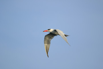 Obraz premium Caspian Tern in Australasia
