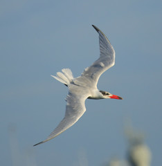 Caspian Tern in Australasia