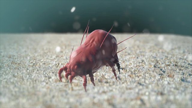 a house dust mite 3d render